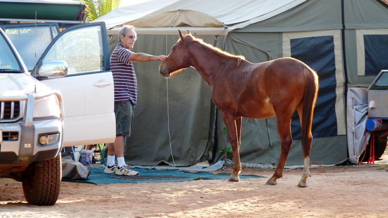 Pferd vor dem Zelt